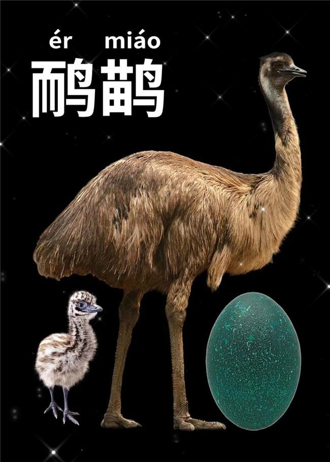 星空体育在线入口鸸鹋油：从健康圣品到皮具护理的奢华之选(图2)